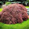 Japán juhar - Acer palmatum 'Tamuke Yama'