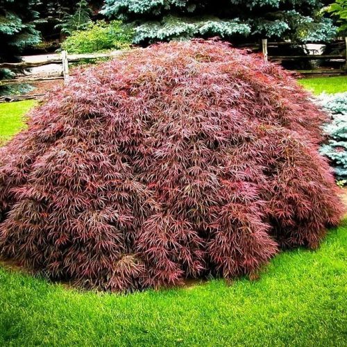 Japán juhar - Acer palmatum 'Tamuke Yama'