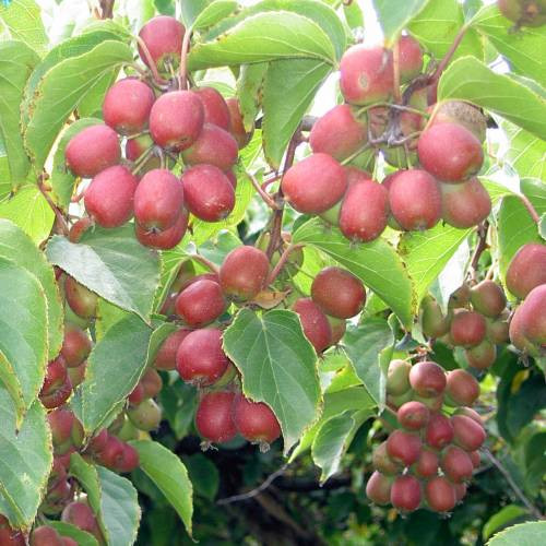 Kopasz kiwi - Actinidia arguta 'Ananasnaya'