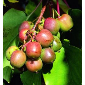   Piros, mini, kopasz kiwi - Actinidia arguta 'Geneva'