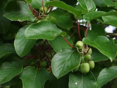 Piros, mini, kopasz kiwi - Actinidia arguta 'Geneva'
