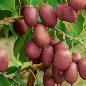   Bordó mini kiwi   - Actinidia arguta 'Ken's Red'