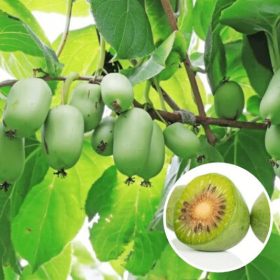 Mini kiwi  - Actinidia arguta 'Lucy'