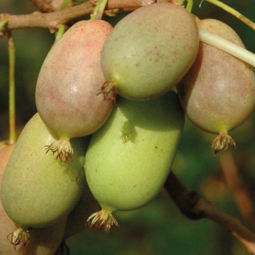 Mini kiwi  - Actinidia arguta 'Lucy'