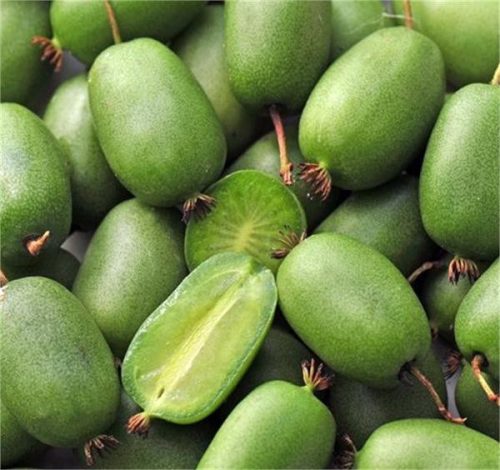 Öntermékeny, mini kiwi 'Vitikiwi' fajta - Actinidia arguta 'Vitikiwi'