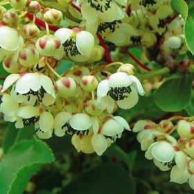 Porzós kiwi   - Actinidia arguta 'Weiki'