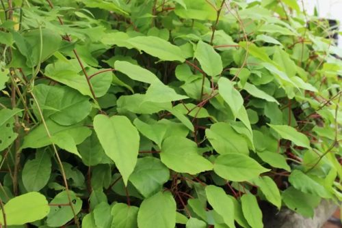 Porzós kiwi   - Actinidia arguta 'Weiki'