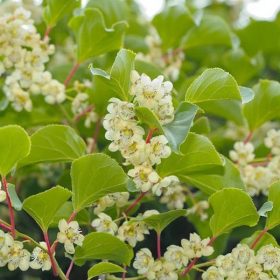   Öntermékeny, kopasz kiwi  - Actinidia arguta 'Issai'