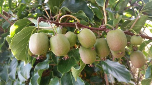 Öntermékeny, kopasz kiwi  - Actinidia arguta 'Issai'