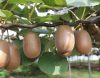Öntermékeny kiwi  - Actinidia chinensis 'Solo'