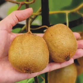 Óriás kiwi  - Actinidia deliciosa 'Tuscia'