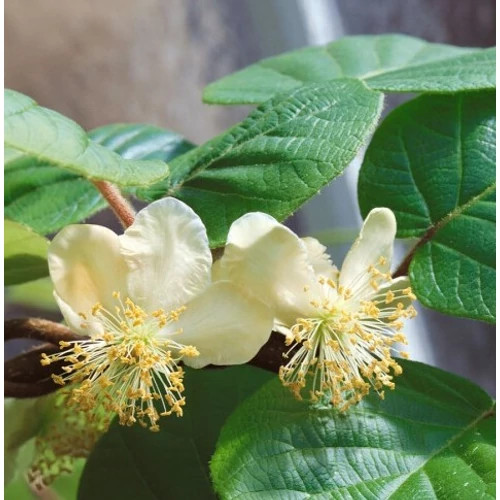 Porzós kiwi   - Actinidia deliciosa 'Atlas'
