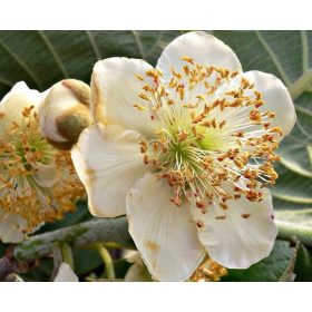 Porzós kiwi  - Actinidia deliciosa 'Tomuri'