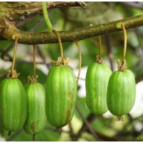   Mandzsu, kemény kiwi - Actinidia kolomikta 'Dr. Szymanowski'