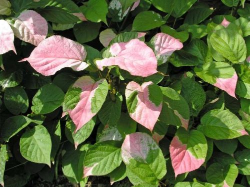Mandzsu, kemény kiwi - Actinidia kolomikta 'Dr. Szymanowski'