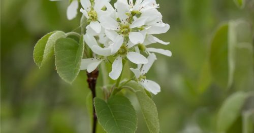 Égerlevelű fanyarka - Amelanchier alnifolia 'Honeywood'