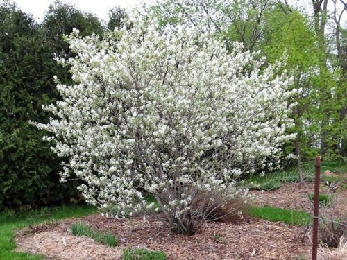 Égerlevelű fanyarka 'Mandan' fajta - Amelanchier alnifolia 'Mandan'