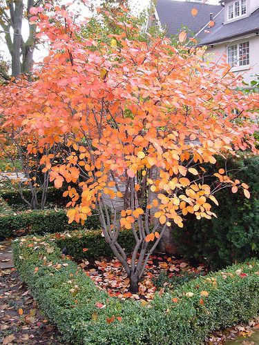 Égerlevelű fanyarka 'Mandan' fajta - Amelanchier alnifolia 'Mandan'