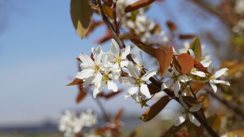Rézvörös fanyarka - Amelanchier lamarckii