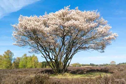Rézvörös fanyarka - Amelanchier lamarckii