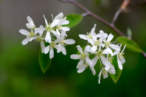 Fürtös fanyarka - Amelanchier spicata