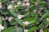 Fekete törpeberkenye - Aronia arbutifolia f. melanocarpa
