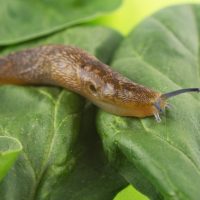 Csiga elleni védelem