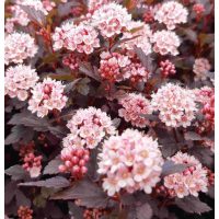 Hólyagvessző fajták