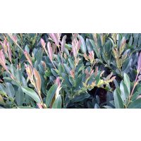 ISU fa - Distylium fajok