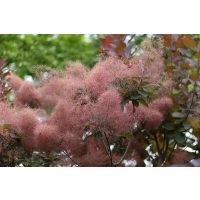 Cserszömörce fajok