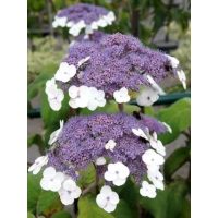 Érdes levelű hortenzia fajok