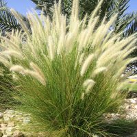 Bambuszok, díszfüvek