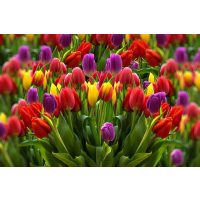 Tulipán