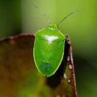 Rovarirtó szerek, rovarriasztók