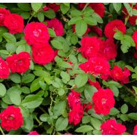 Talajtakaró rózsák