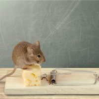 Egér és patkány elleni védelem