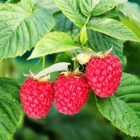 Gyümölcstermő növények