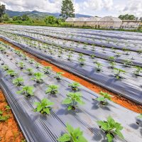 Vakondháló, geotextília, agrofólia