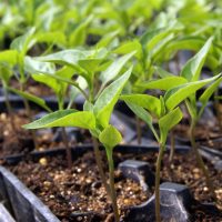 Vetőmagok, csíráztatók, palántanevelés